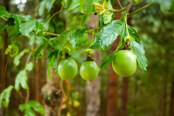 Passiflora Pinnatistipula Buah Gulupa Pada Tanaman — Stok Foto