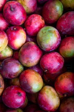 Piyasadaki organik Tommy Mangifera indica