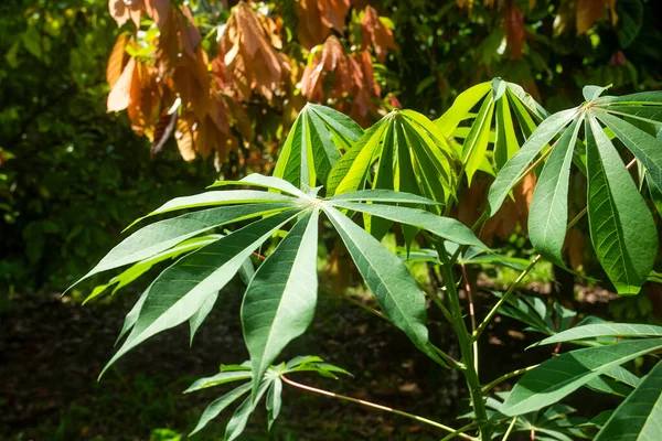 Cassava Betakarítás Földön Növényi Levél Manihot Esculenta — Stock Fotó