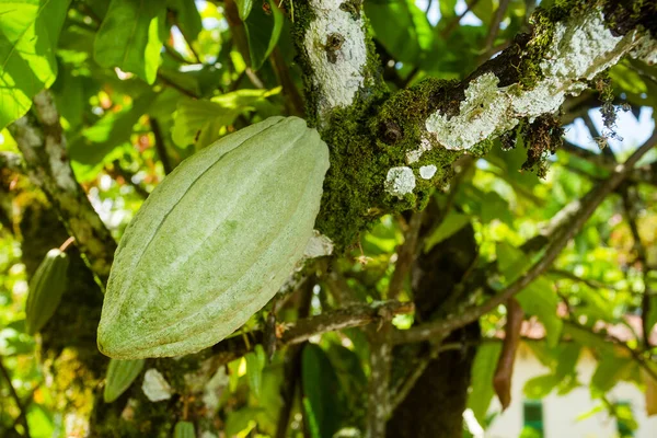 Cocoa Fruit Tree Theobroma Cacao — Stock Photo, Image