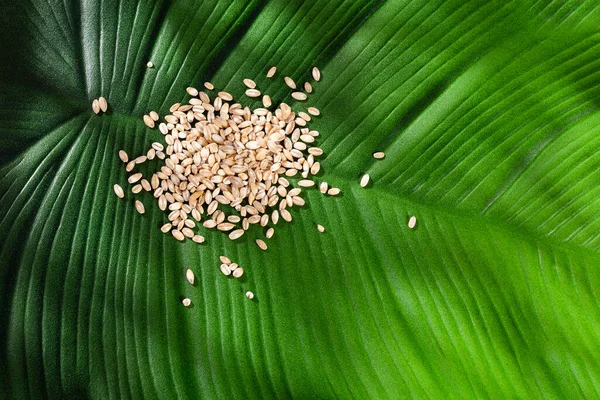 Orge Perlière Biologique Crue Hordeum Vulgare Aliments Sains — Photo