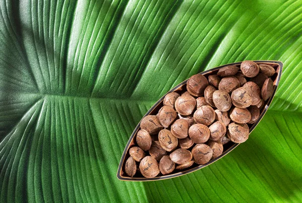 Dried Sacha Seeds Plukenetia Volubilis Healthy Food — Stock Photo, Image