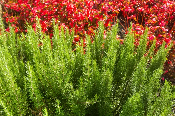 Salvia Rosmarinus Plantes Aromatiques Romarin Dans Jardin — Photo