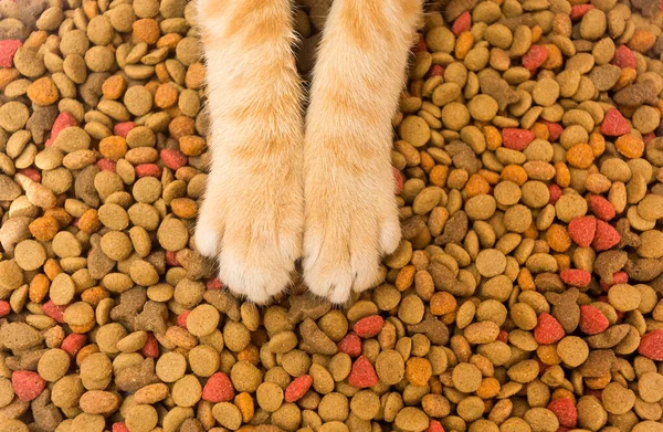 Close Patas Gato Com Fundo Alimentar — Fotografia de Stock