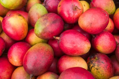Mango tommy meyvesi geleneksel Kolombiya pazarında - Mangifera indica