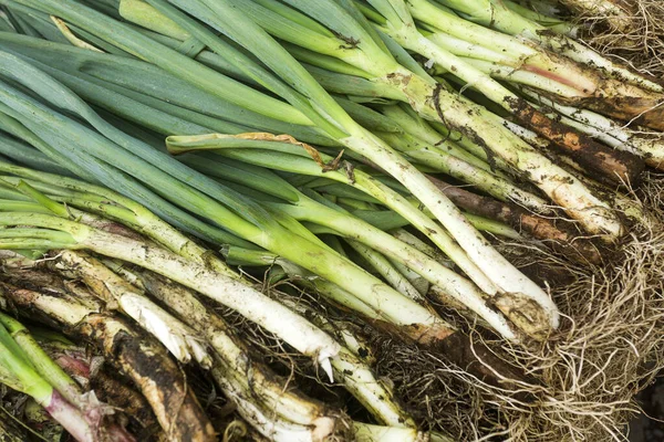 Geleneksel Kolombiya Pazarında Organik Yeşil Soğan Allium Fistulosum — Stok fotoğraf