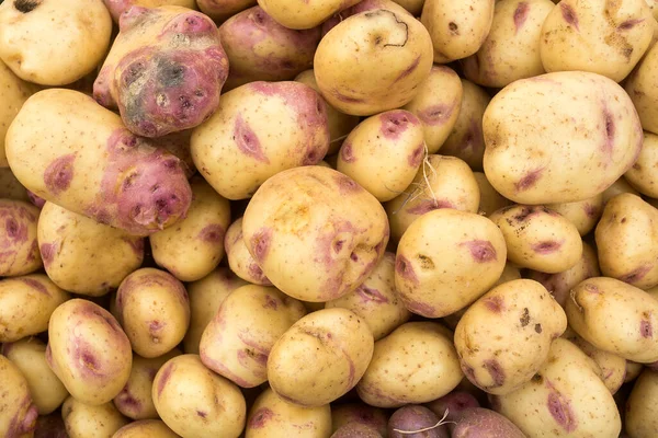 Patata Autóctona Tradicional Mercado Colombiano Solanum Tuberosum — Foto de Stock