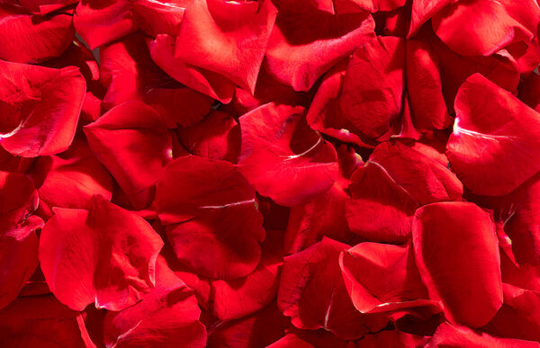 Red rose petals background - Top view