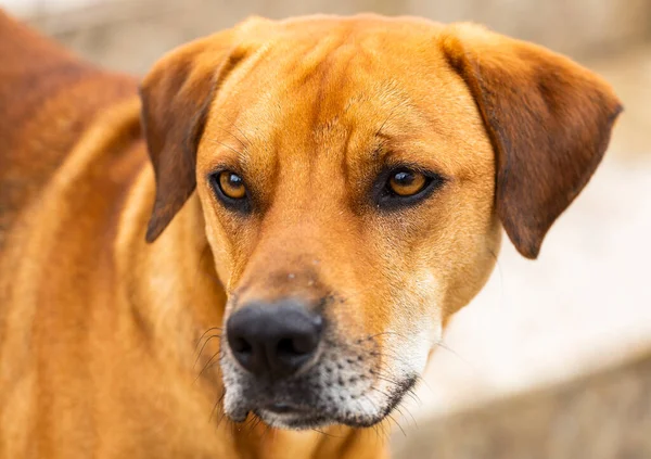 Cão Crioulo Perto Adorável Animal Estimação Vadio — Fotografia de Stock