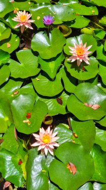 Pembe su zambağı çiçeği - Nymphaea alba