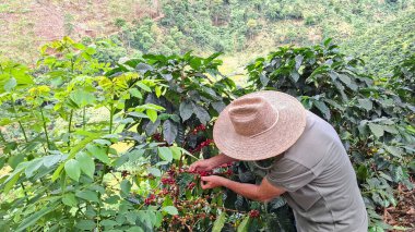 Çiftçi kahve tarlalarının ortasında böğürtlen topluyor