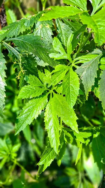 Yapraklarının palmat yapısını gösteren vahşi bir Caigua sarmaşığının yoğun yaprakları ve tırmanan gövdeleri organik doğal bir çevrede - Cyclanthera pedata