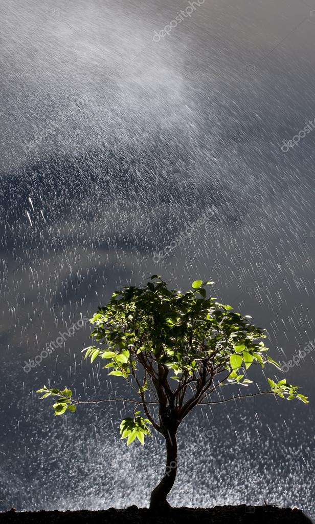 Einsamer Baum  im Regen  Stockfotografie lizenzfreie 