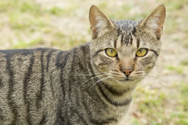 Bella tabby randagio — Foto Stock