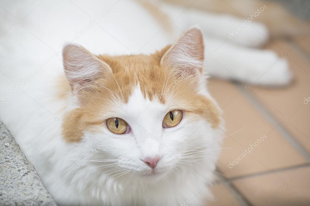 Beautiful Turkish Van cat — Stock Photo © Luisecheverriurrea #98145004