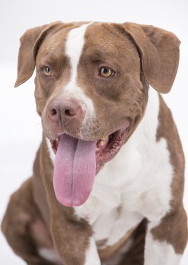 Pitbull beyaz ve kahverengi dilini çıkarmış