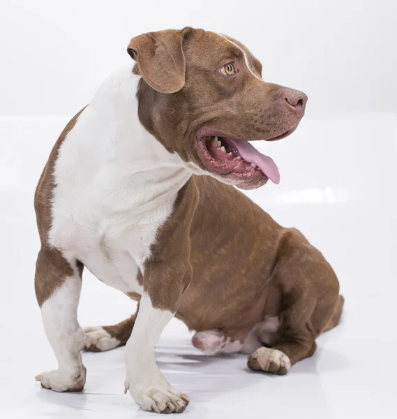 Pitbull biały i brązowy z języka — Zdjęcie stockowe