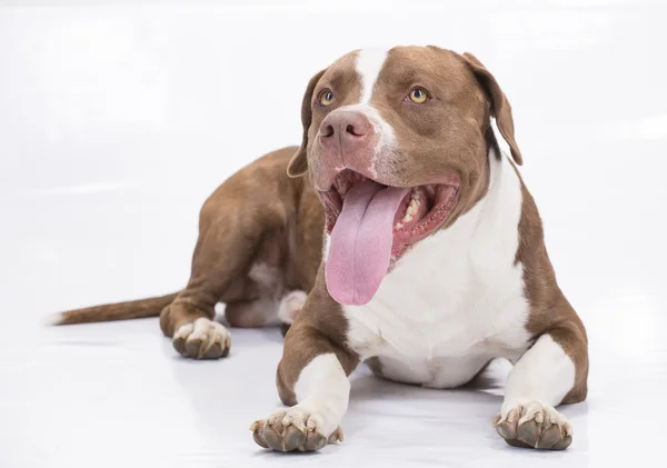 Pitbull weiß und braun mit herausgestreckter Zunge — Stockfoto