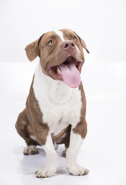 Pitbull weiß und braun mit herausgestreckter Zunge — Stockfoto