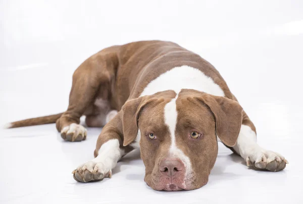 Pitbull branco e marrom com a língua para fora — Fotografia de Stock