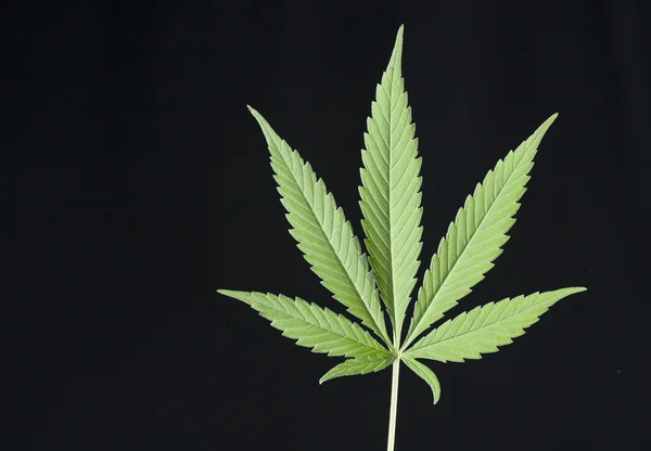 Gröna växter och unga cannabis. — Stockfoto
