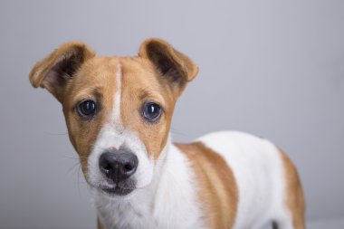 Beyaz bir arka plan üzerinde sokak köpeği başkanı