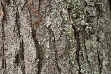 Doku ağaç kabuğu ormandaki.
