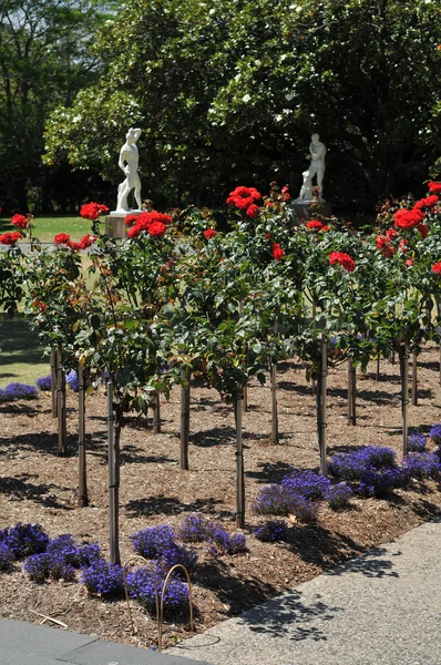 Flowers in botanic garden