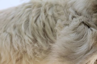 yeşil Beyaz Buğday Tarlaları 