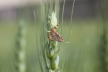 Güzel Lulusar Gölü Naran KKH