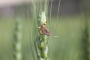 Güzel Lulusar Gölü Naran KKH