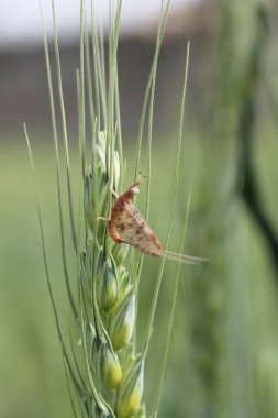 Güzel Lulusar Gölü Naran KKH