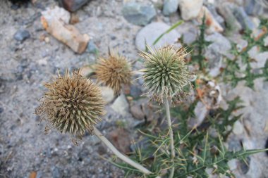 Güzel Lulusar Gölü Naran KKH