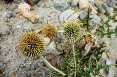 Güzel Lulusar Gölü Naran KKH