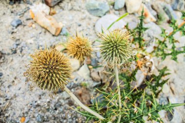 Güzel Lulusar Gölü Naran KKH