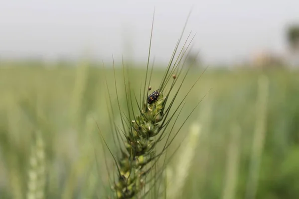 緑白麦畑 — ストック写真
