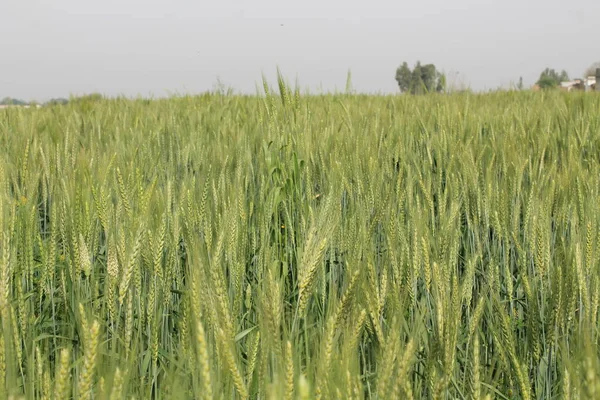 緑白麦畑 — ストック写真
