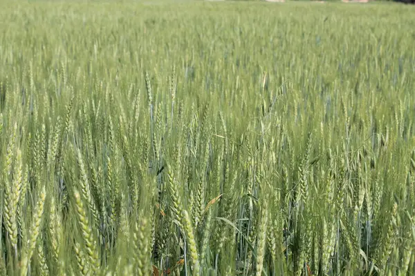 Yeşil Beyaz Buğday Tarlaları — Stok fotoğraf
