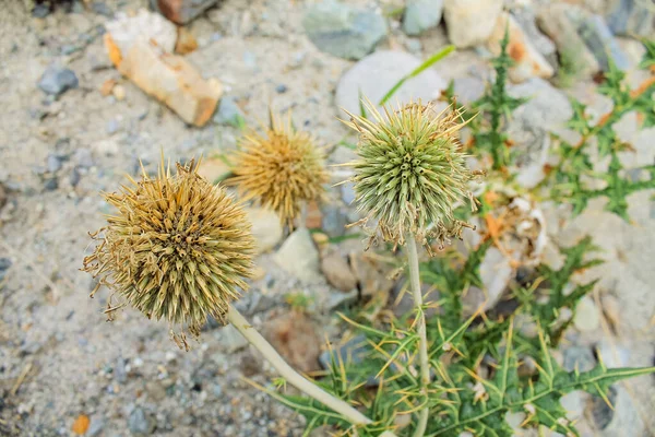 Güzel Lulusar Gölü Naran KKH