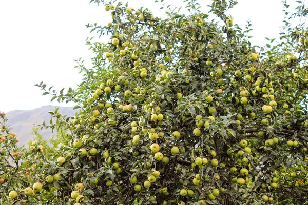 Beautiful Green Apple Tree — Stock Photo, Image
