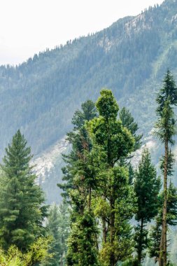 Kumrat Vadisi Güzel Manzara Dağları Manzarası