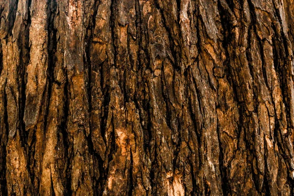 Trädets Yta Trä Bakgrund Närbild — Stockfoto