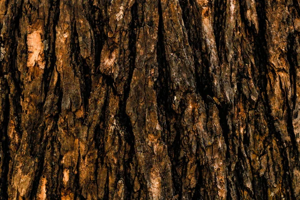 Trädets Yta Trä Bakgrund Närbild — Stockfoto