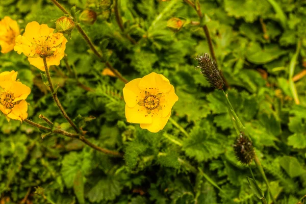 黄色の花クムラット渓谷美しい風景山の眺め — ストック写真