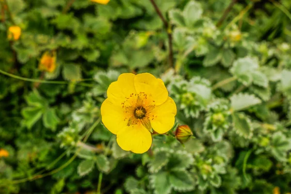 黄色の花クムラット渓谷美しい風景山の眺め — ストック写真