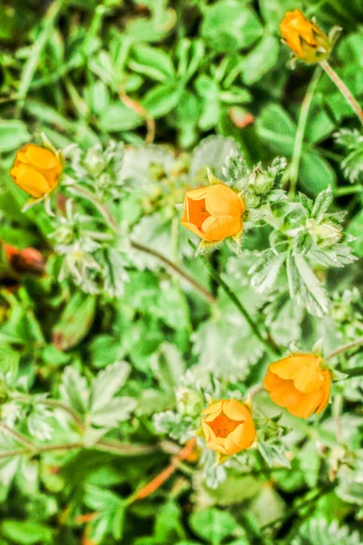 黄色の花クムラット渓谷美しい風景山の眺め — ストック写真