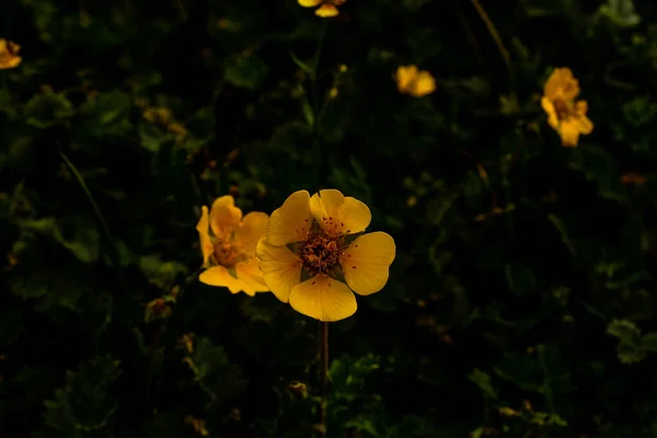 Yellow Flower Kumrat Valley Beautiful Landscape Mountains View — Stock Photo, Image