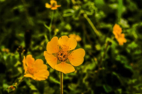 黄色の花クムラット渓谷美しい風景山の眺め — ストック写真