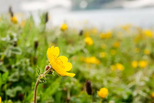 黄色の花クムラット渓谷美しい風景山の眺め — ストック写真