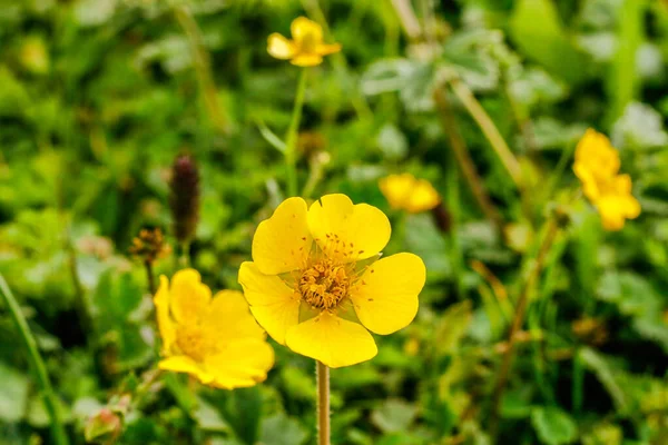 黄色の花クムラット渓谷美しい風景山の眺め — ストック写真